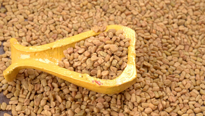 Organic fenugreek seeds, ingredient in Indian cuisine.
