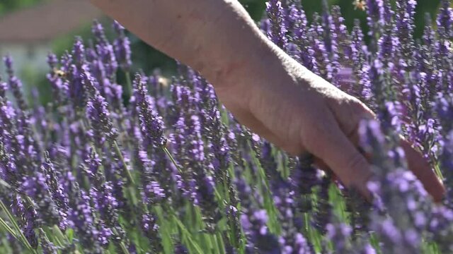 Lavanda