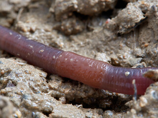 Earthworm. Lumbricidae family. 