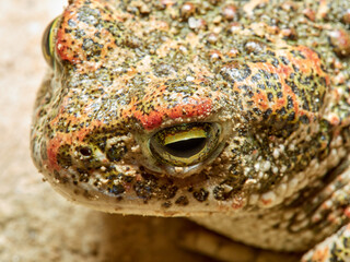 Natterjack Toad. Epidalea Calamita