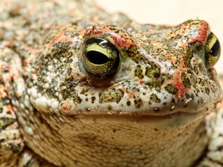 Natterjack Toad. Epidalea Calamita