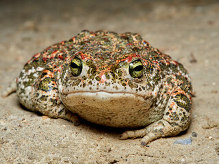 Natterjack Toad. Epidalea Calamita