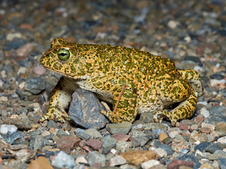Natterjack Toad. Epidalea Calamita