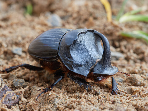 Spanish Dung Beetle. Copris hispanus.