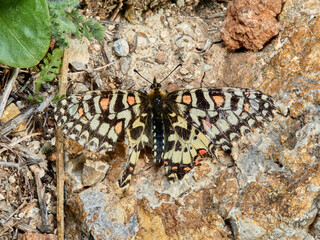 Spanish Festoon. Zerynthia rumina