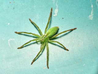 Green Huntsman Spider. Micrommata ligurina.