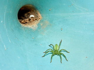 Green Huntsman Spider. Micrommata ligurina.