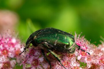 Large green insect beetle close-up. Macro photography