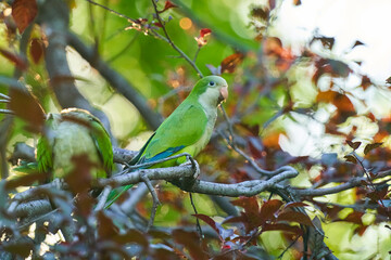 Cotorras argentinas 7 © chefocom JMRGUEZ
