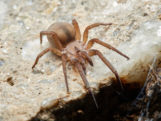 Spider on  a natural environment. Filistata insidiatrix