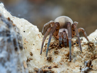 Spider on  a natural environment. Filistata insidiatrix