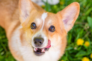 A dog of the corgi breed on a walk licking its lips with a bright red tongue against the background of a field with yellow dandelions