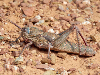 Very big grasshopper. Acinipe hesperica. Pamphagidae family. 