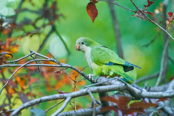 Cotorras argentinas 11