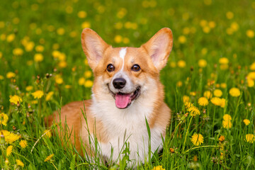 Corgi dog for a walk in a summer park against the background of a field with yellow dandelions looking into the frame with his tongue out