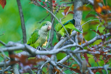 Cotorras argentinas 12
