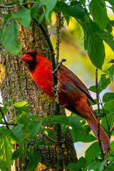 Male Cardinal