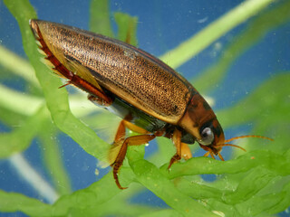 Water beetle. Rhantus suturalis