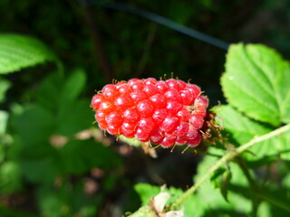 Himbeere Anfang Juli in Oldenburg