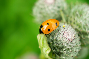 Beautiful insect ladybug close up. Macro photography.