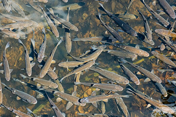 Leuciscus cephalus fish. Morske oko, East Slovakia