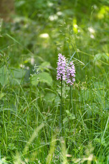Heath Spotted Orchid (Dactylorhiza maculata ericetorum) flowering in summertime