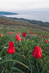 flower, field, nature, red, poppy, spring, tulip