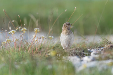 Young wheatear bird waits mom to feed (Oenanthe oenanthe)