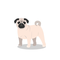 A small beige dog of the pug breed, isolated on a white background. Favorite pets