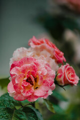 pink rose with drops