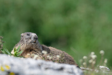 Naklejka na ściany i meble Relax time for Alpine marmot on the rock (Marmota marmota)