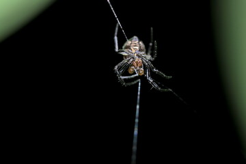 spider on a web