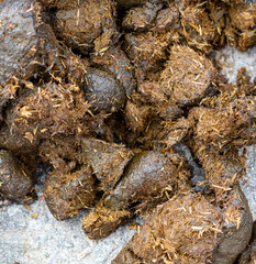 Horse droppings on the road.