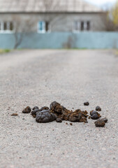 Horse droppings on the road.