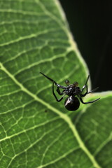 Fototapeta premium spider on leaf