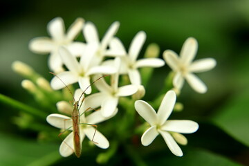 Fototapeta premium close up of a white tropical flower
