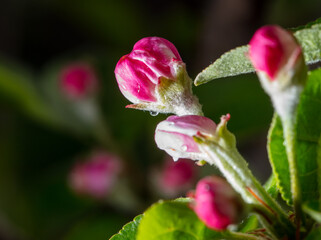 Flowers on an apple tree in spring.