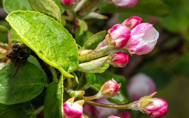 Flowers on an apple tree in spring.
