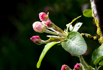 Flowers on an apple tree in spring.