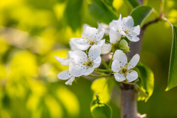 Flowers on pear branches in spring.