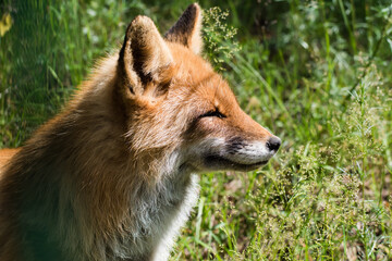 Muzzle of an orange fox in profile against a background of green grass