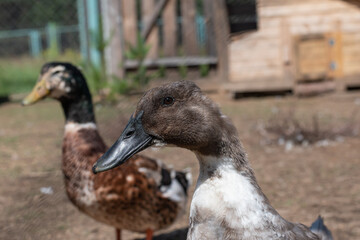 Profile of a brown goose looking into the frame