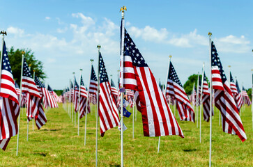 United States flags in a field on a sunny day