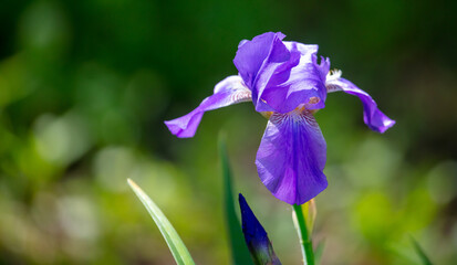 Iris flowers in the park