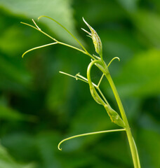 Green mustache on grapes in a vegetable garden