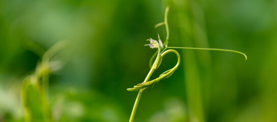 Green mustache on grapes in a vegetable garden