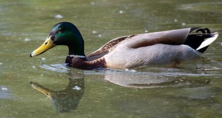 Obraz premium Portrait of a duck floating on the water