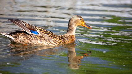 Portrait of a duck floating on the water