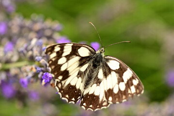 papillon