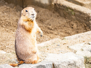 prairie dog eating